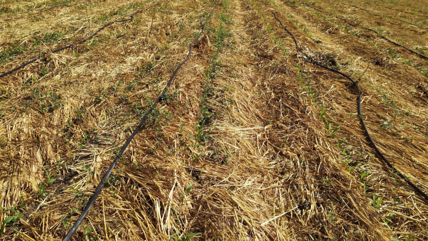 קרקע חקלאית בישראל