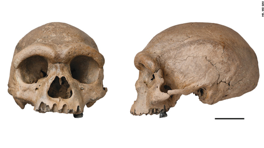 גולגולת איש הדרקון שהתגלתה בסין