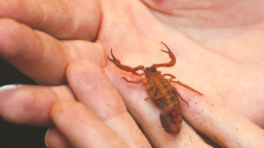 עקרב, אילוסטרציה