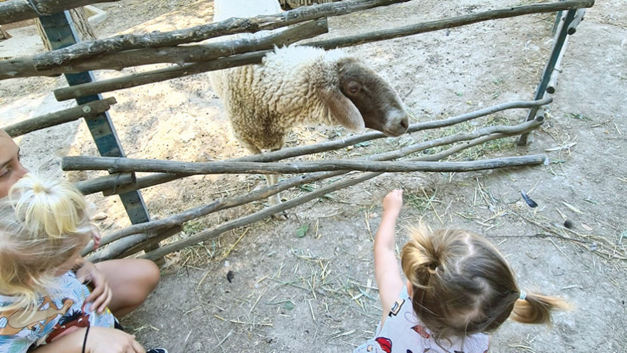 חוות אייל רמת רחל