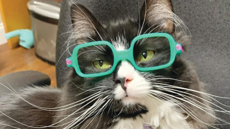 החתולה במשקפיים