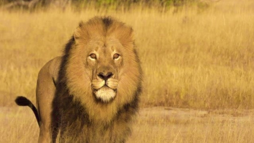 מופאנה, האריה שנורה בחץ לקשת