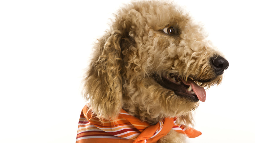 כתב גולדנדודל