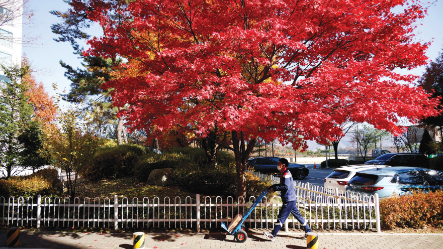 עץ מייפל ברחובות דרום קוריאה 