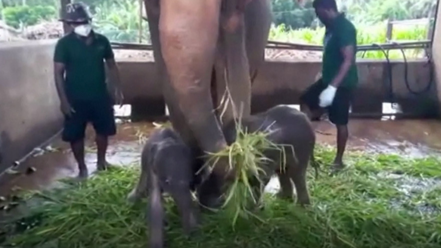זוג הפילים התאומים