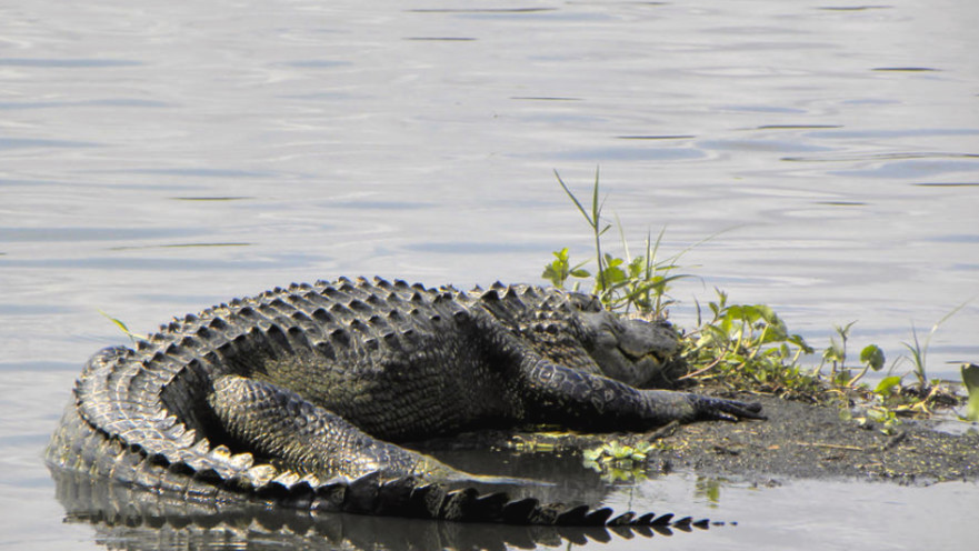 תנין, אילוסטרציה