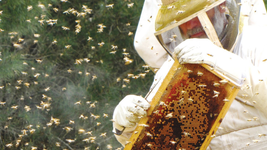 דבוראים בגליל