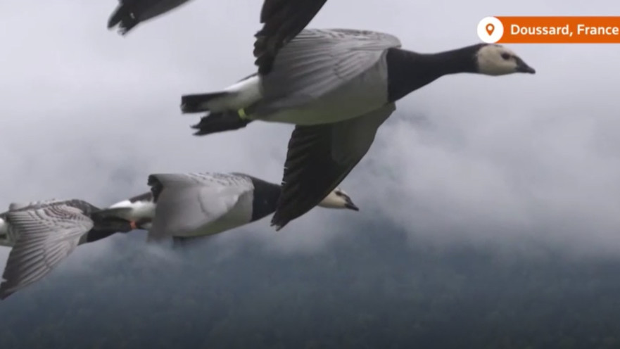 עפה עם האווזים