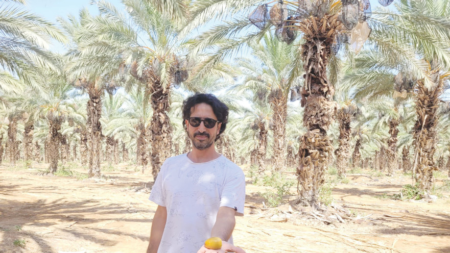 תמיר כהן והתמר הענקי