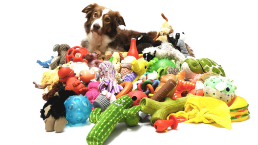 הכלבה לאלני זוכרת כ-100 שמות של צעצועים שונים