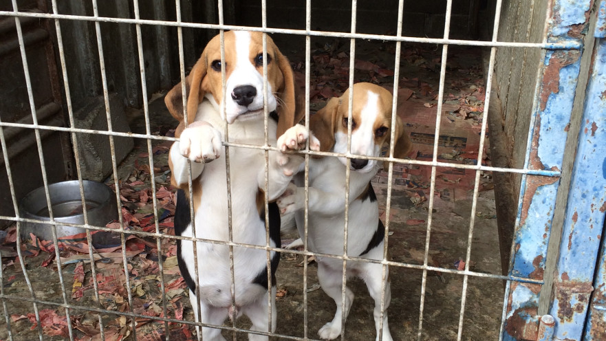 כלבים לפינוי