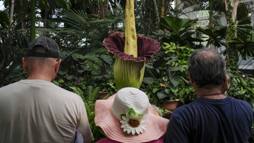 רבים מכל רחבי אירופה הגיעו לצפות ב"צמח הפין" הנדיר