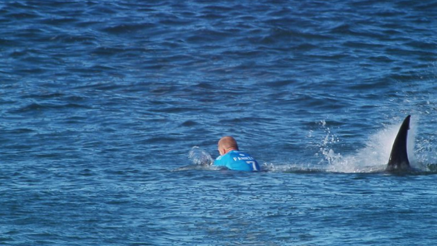 כריש שוחה אחרי גולש, אילוסטרציה
