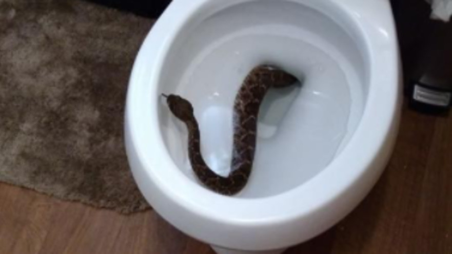 קוברה באסלה, אילוסטרציה