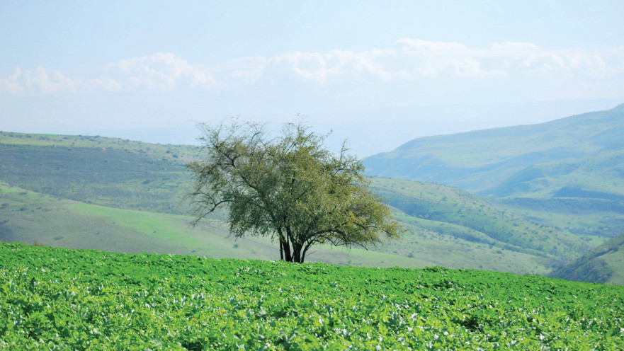 מסלול ההליכה בהר