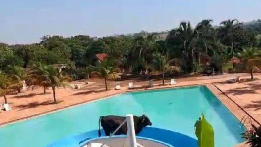 הפרה נהנית על המגלשה בפארק המים