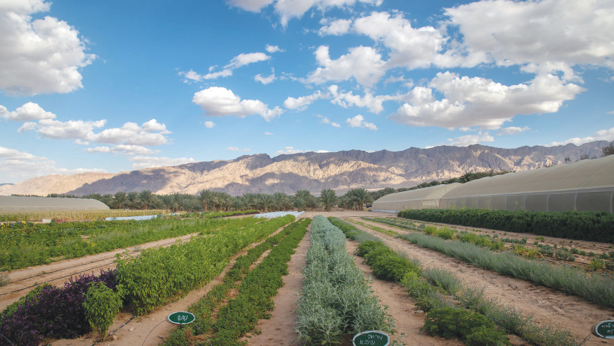 חממת חמשת החושים, קיבוץ אליפז