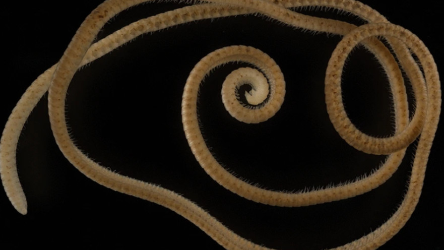 מרבה הרגליים עם למעלה מ-1,000 רגליים