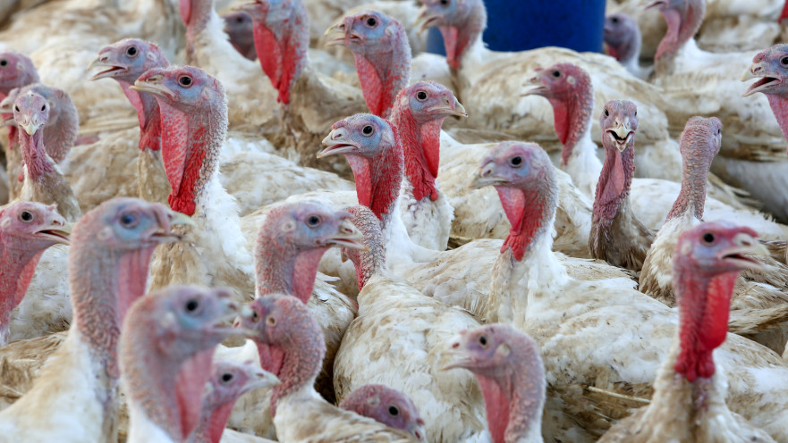 לול תרנגולות