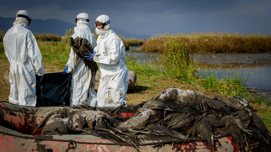 העגורים המתים באגמון החולה