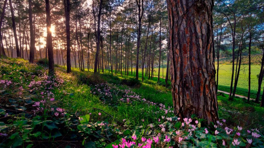 פריחת החורף. רקפות ביער עופר