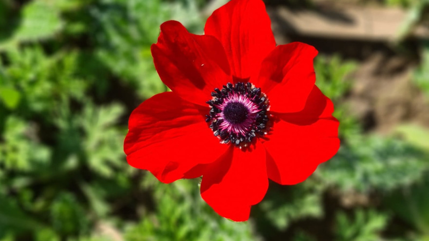 הפריחה האדומה בנגב