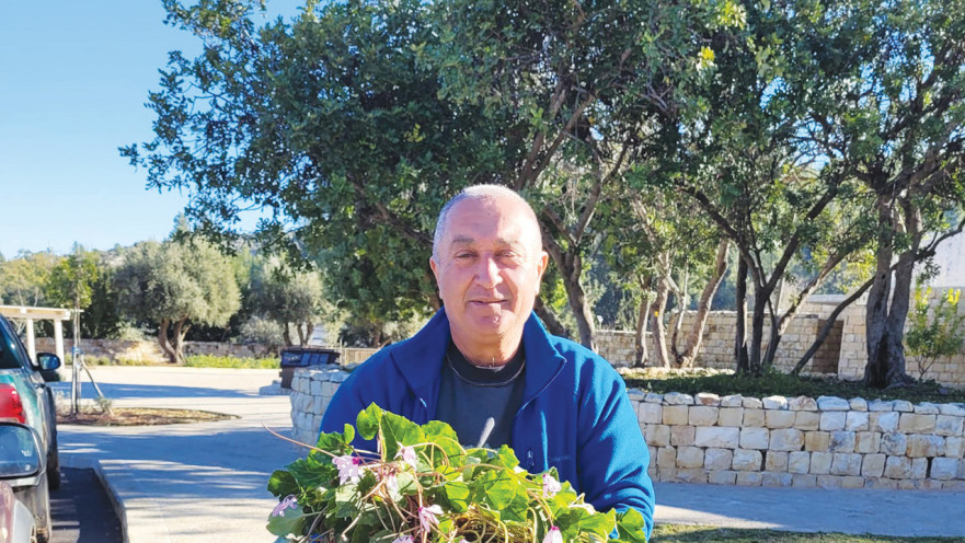 רקפת ענקית ששרדה שנים רבות את תוויא הרכבת 