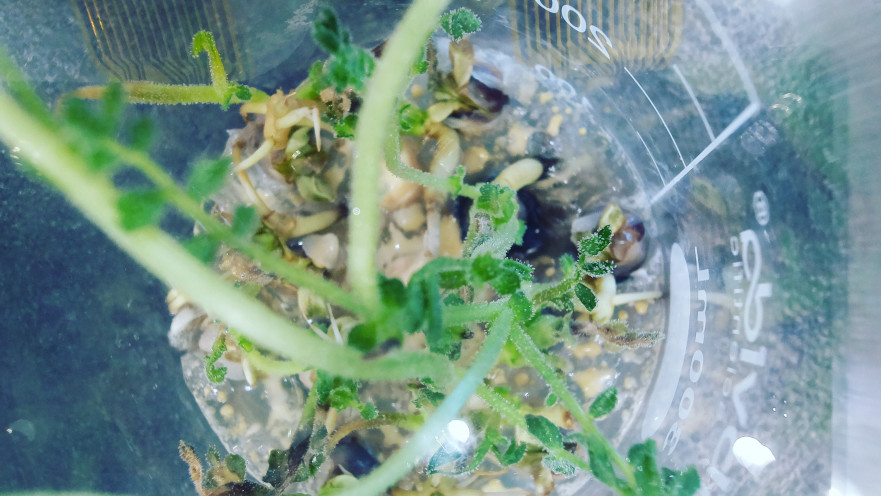 ניסוי החומוס בחלל