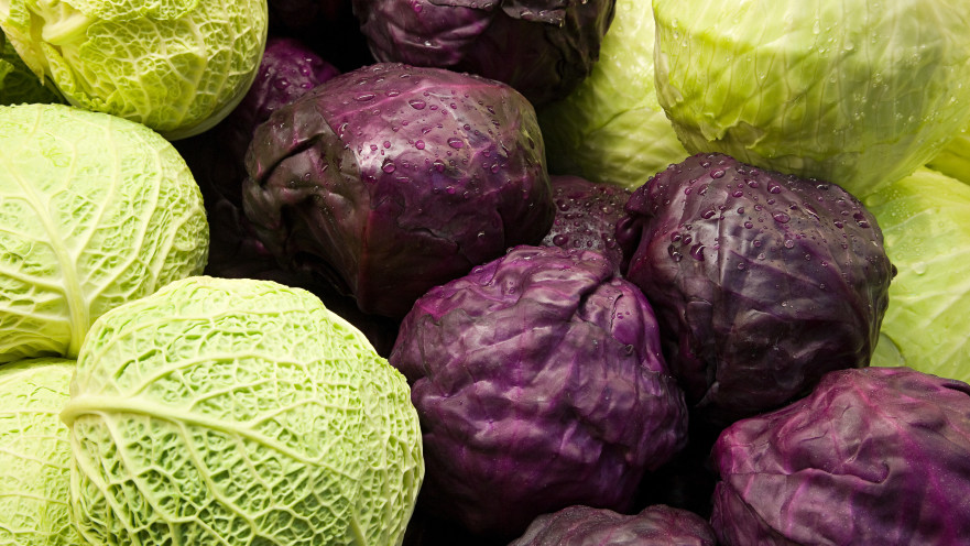 כרוב (אילוסטרציה)