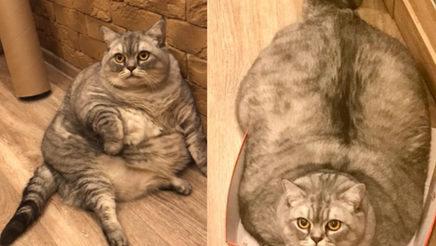 החתולה השמנה בעולם?