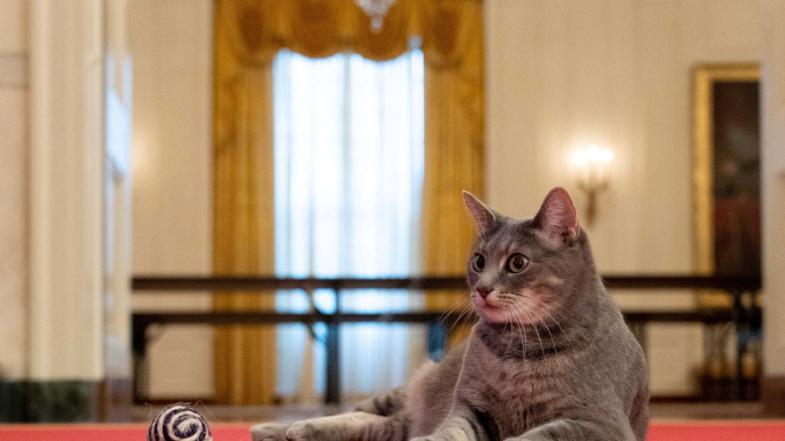 החתולה ווילו בבית הלבן