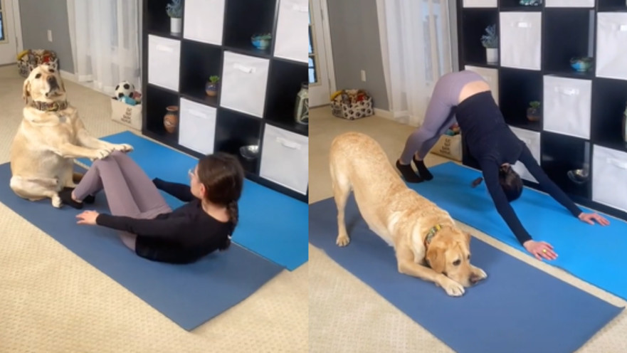 כלב היוגה שצבר למעלה מ-2.7 מיליון צפיות