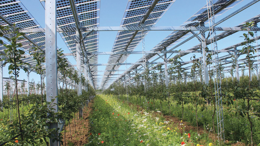 חקלאות ולוחות סולאריים