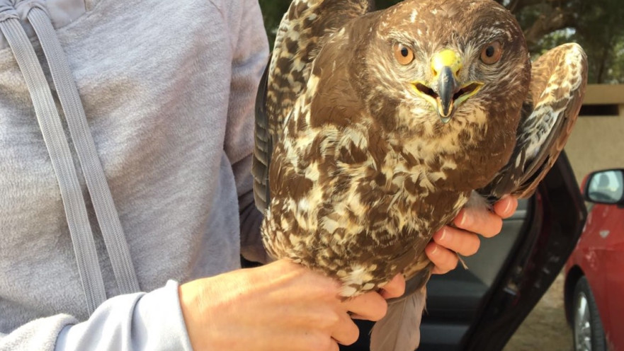 עקב חורף מועבר לטיפול