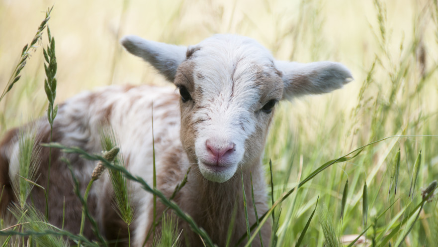 טלה בעל 5 רגליים נולד בבריטניה