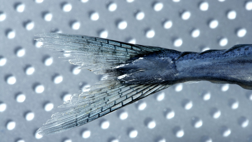 דג בעל שני ראשים נסחף אל החוף