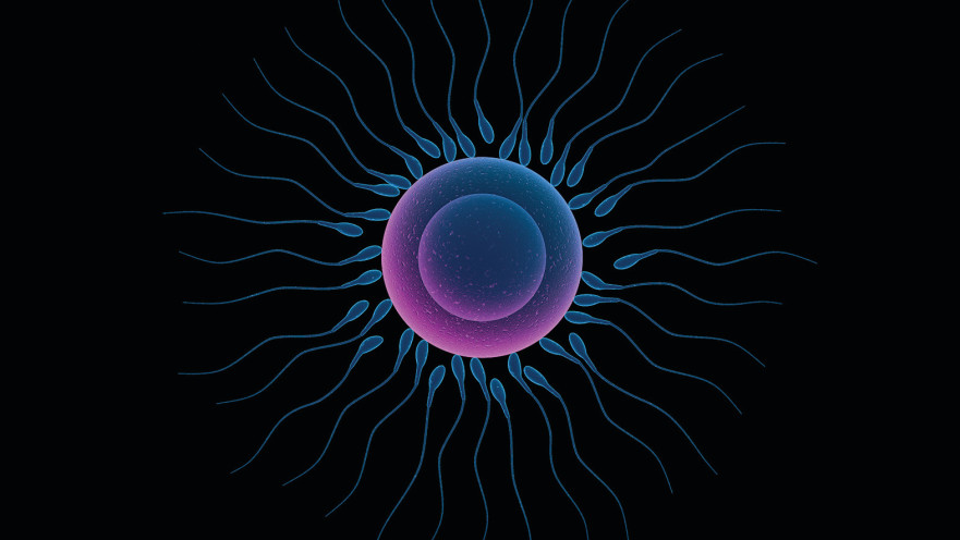 תאי זרע וביצית, אילוסטרציה