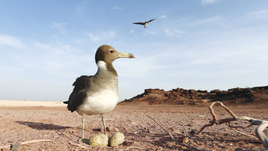 הטלה מוקדמת בעקבות משבר האקלים