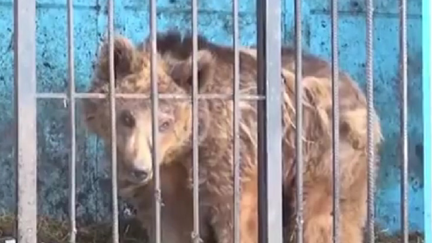 נלסון, הדוב העיוור