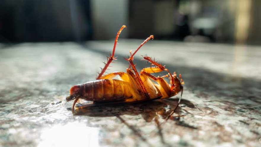 ג'וק, אילוסטאציה