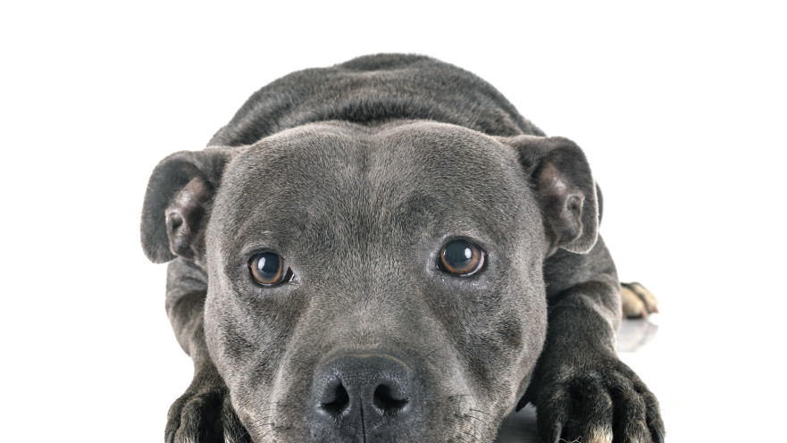 פיטבול טרייר