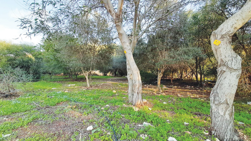 עצים שניצלו