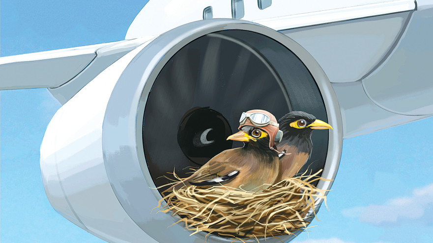 מיינות מקננות בכנף מטוס