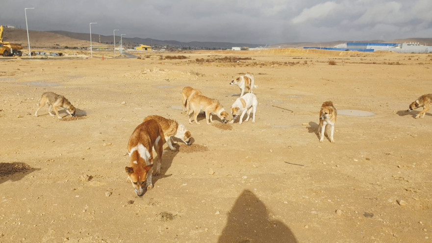 כלבים בדרום