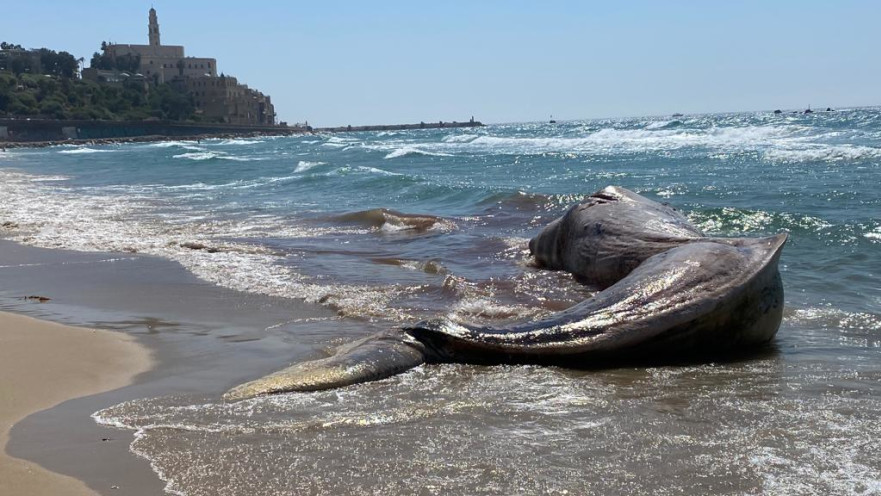 הלווייתן שנסחף לחופי יפו