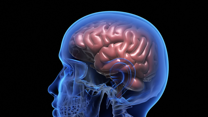 מוח האדם, אילוסטרציה