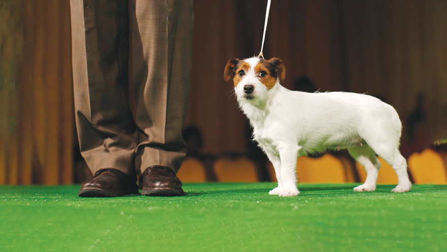 ג'ק ראסל טרייר נמצא בראש הרשימה - עם 12.7 שנים בממוצע