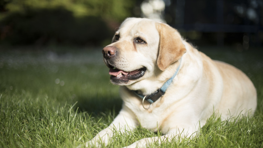 מכלבת נחייה לכלבה טיפולית