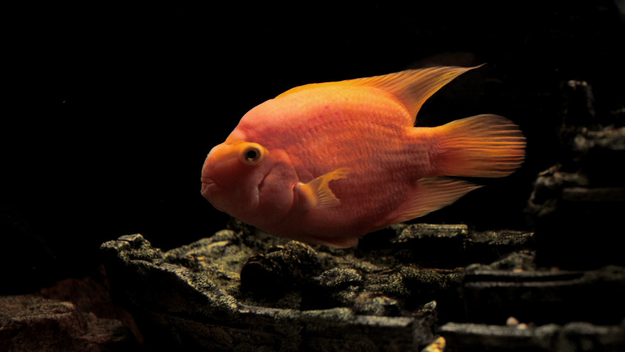 דגים בהירים, צבעוניים ובעלי גוף עגול כמו דג התוכי