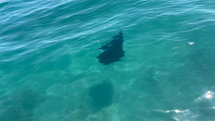 מנטה קטן בחופי אילת